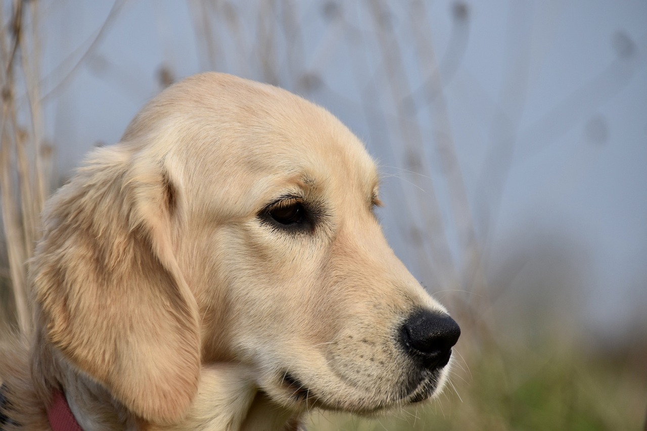 Why Curly-Coated Retrievers Are Unique